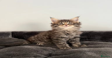 Maine Coon cats - Advert 14