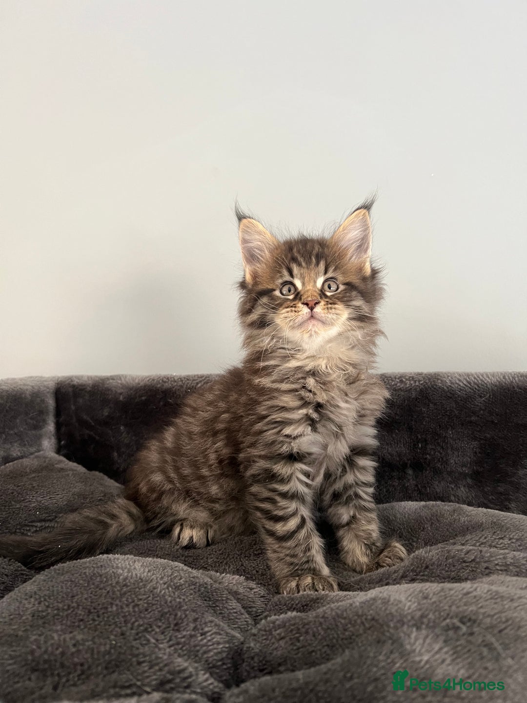 Maine Coon cats for sale: XL Russian Cubs 🇷🇺 ❤️ - Image 3
