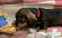 Dachshund dogs for sale: KC reg Standard Wire Haired Dachshunds - Image 7
