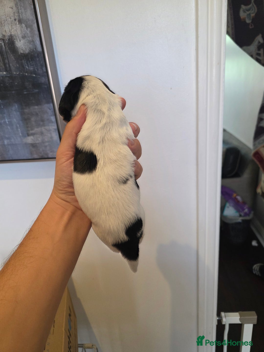 Cocker Spaniel dogs for sale: Kc registered mixed litter - Image 17
