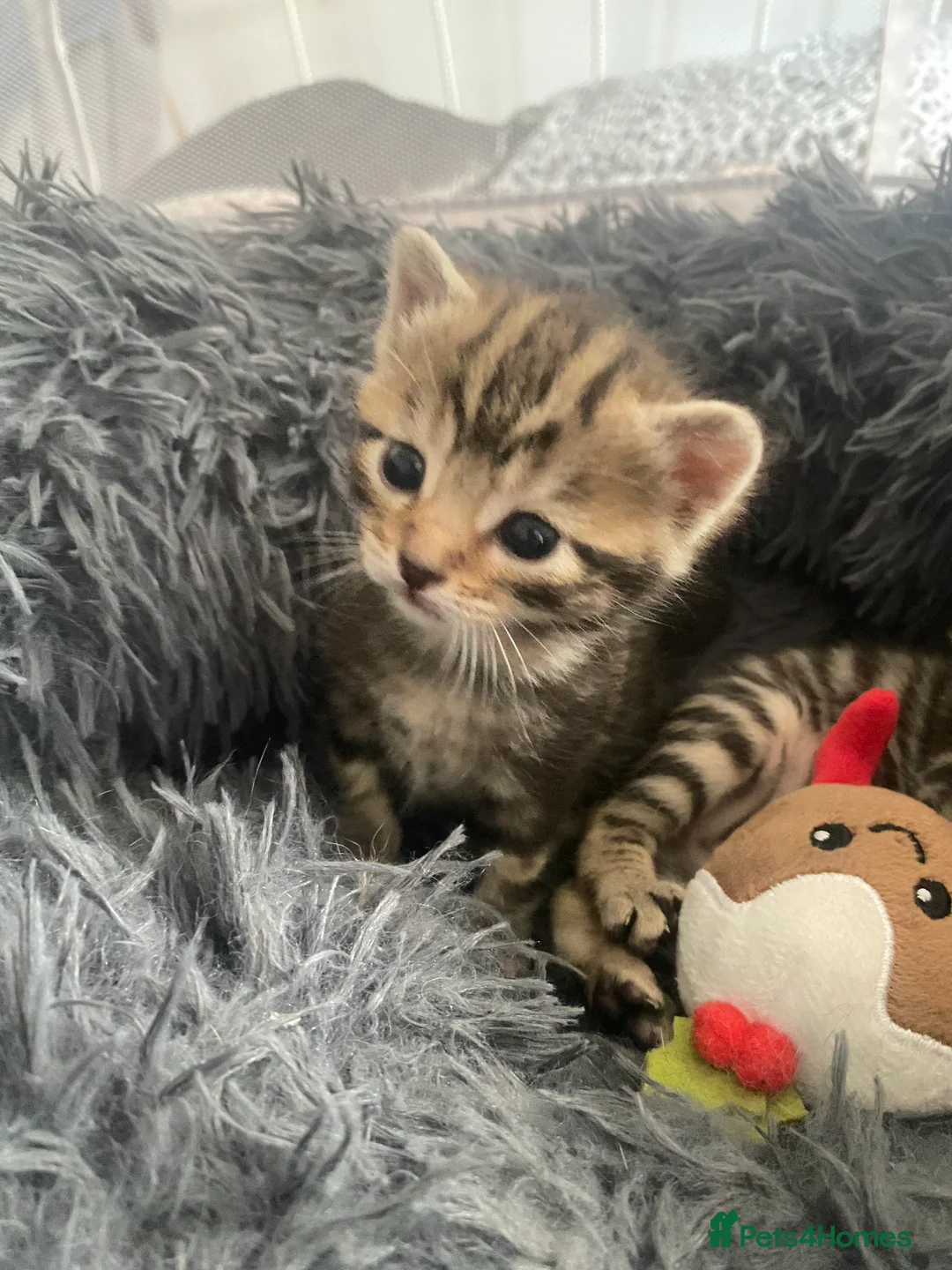 Bengal cats for sale: Bengal  - Advert 2