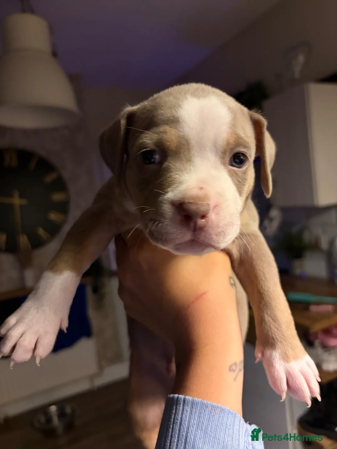 American Bulldog dogs for sale: Last male American bulldog  - Advert 4