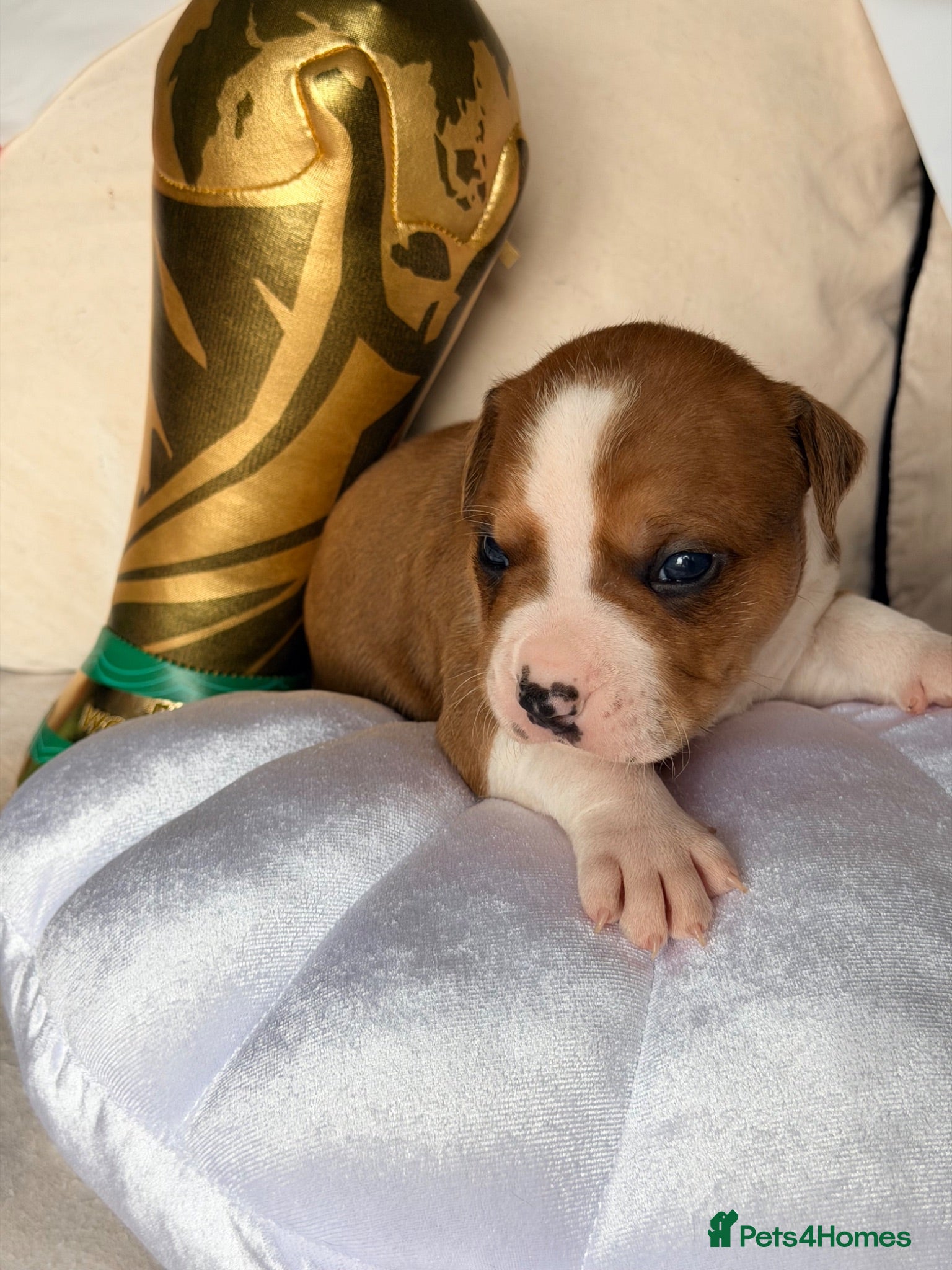 Staffordshire Bull Terrier dogs Staffordshire Bull Terrier Puppies 🐶❤️🐾 🏡  🐶 - Advert 2