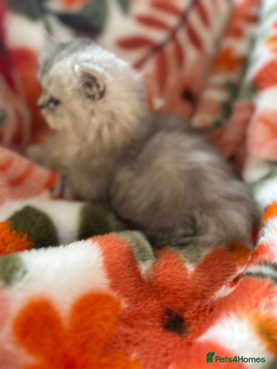 Scottish Fold cats for sale: Now Taking Reservations Scottish Straight  - Image 14
