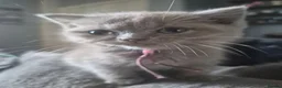 British Shorthair cats for sale: 1 beautiful little girl left  - Advert 1