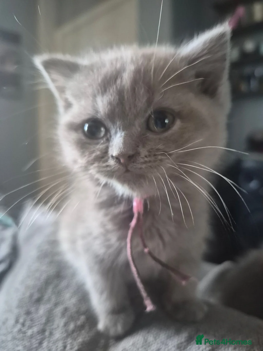 British Shorthair cats for sale: 1 beautiful little girl left  - Advert 1