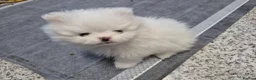 Pomeranian dogs for sale: Small pomeranians white - Advert 5