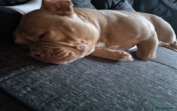 Mixed Breed dogs for sale: Pocket bully - Image 1