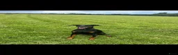 Dobermann dogs for sale: Doberman puppys for sale  - Advert 8