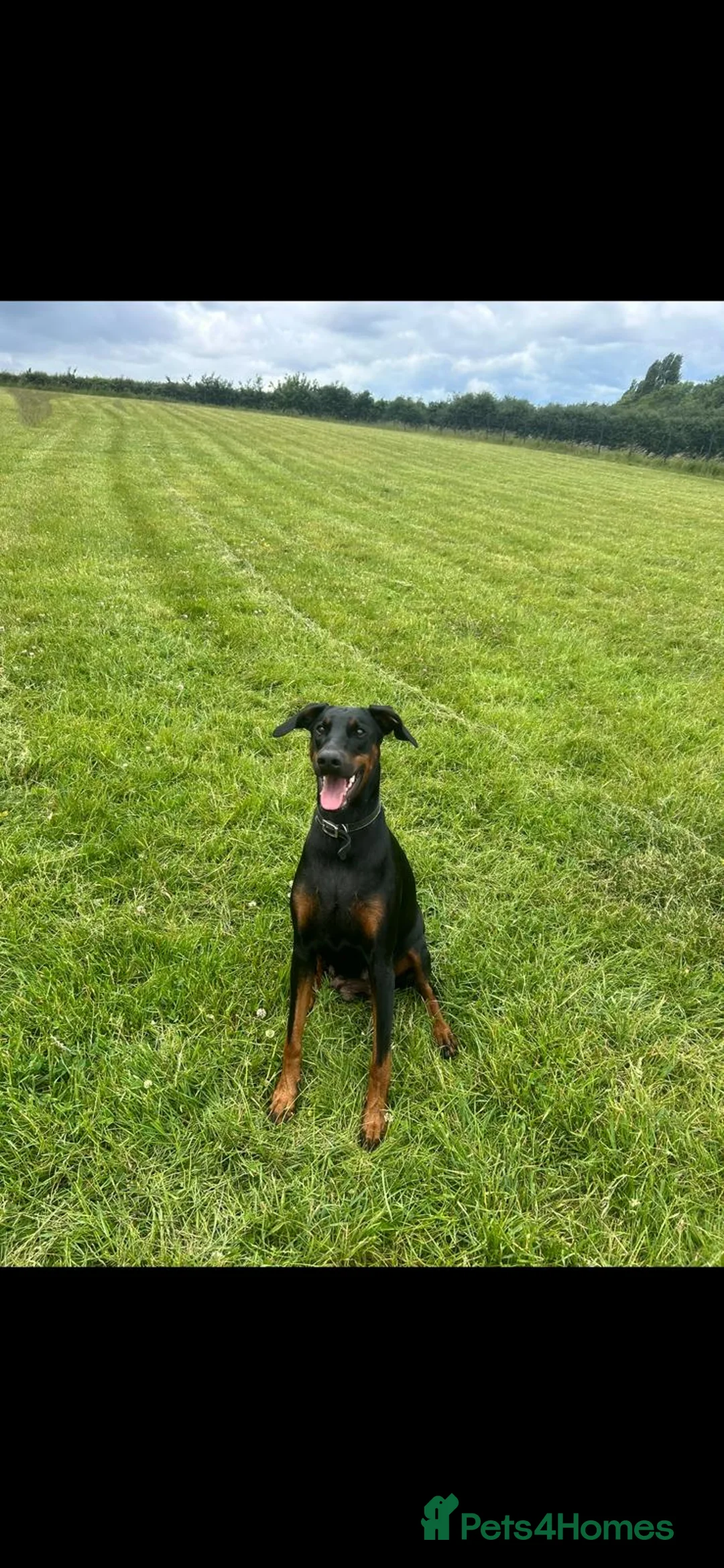 Dobermann dogs for sale: Doberman puppys for sale  - Advert 8