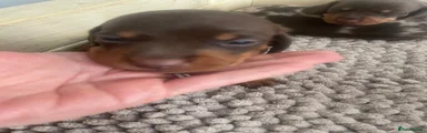 Miniature Dachshund Puppy 1