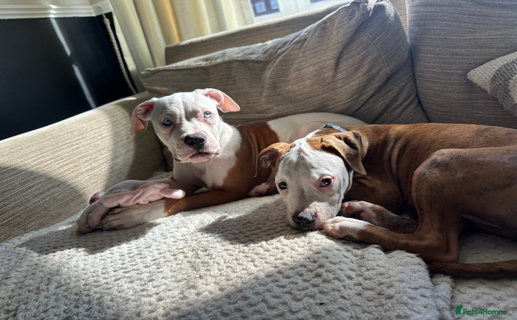 American Bulldog dogs - Advert 1