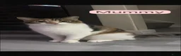 Mixed Breed cats for sale: 4 Beautiful kittens🩷🩵 - Advert 14