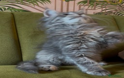 Maine Coon cats for sale: Maine Coon girls READY NOW Russian sired  - Image 5