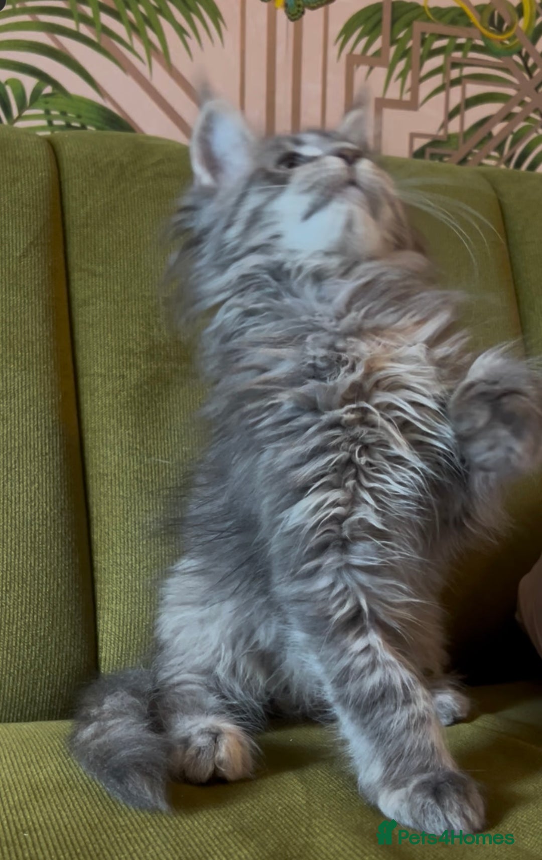 Maine Coon cats for sale: Maine Coon girls READY NOW Russian sired  - Image 5