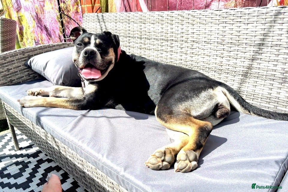 Mixed Breed dogs Loving adult only home wanted  - Advert 3