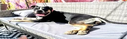 Mixed Breed dogs for sale: Loving adult only home wanted  - Advert 1