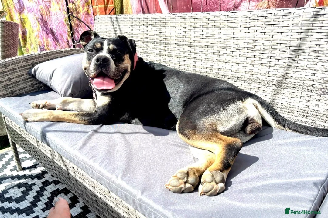 Mixed Breed dogs for sale: Loving adult only home wanted  - Advert 1