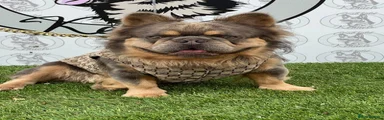 English Bulldog 2