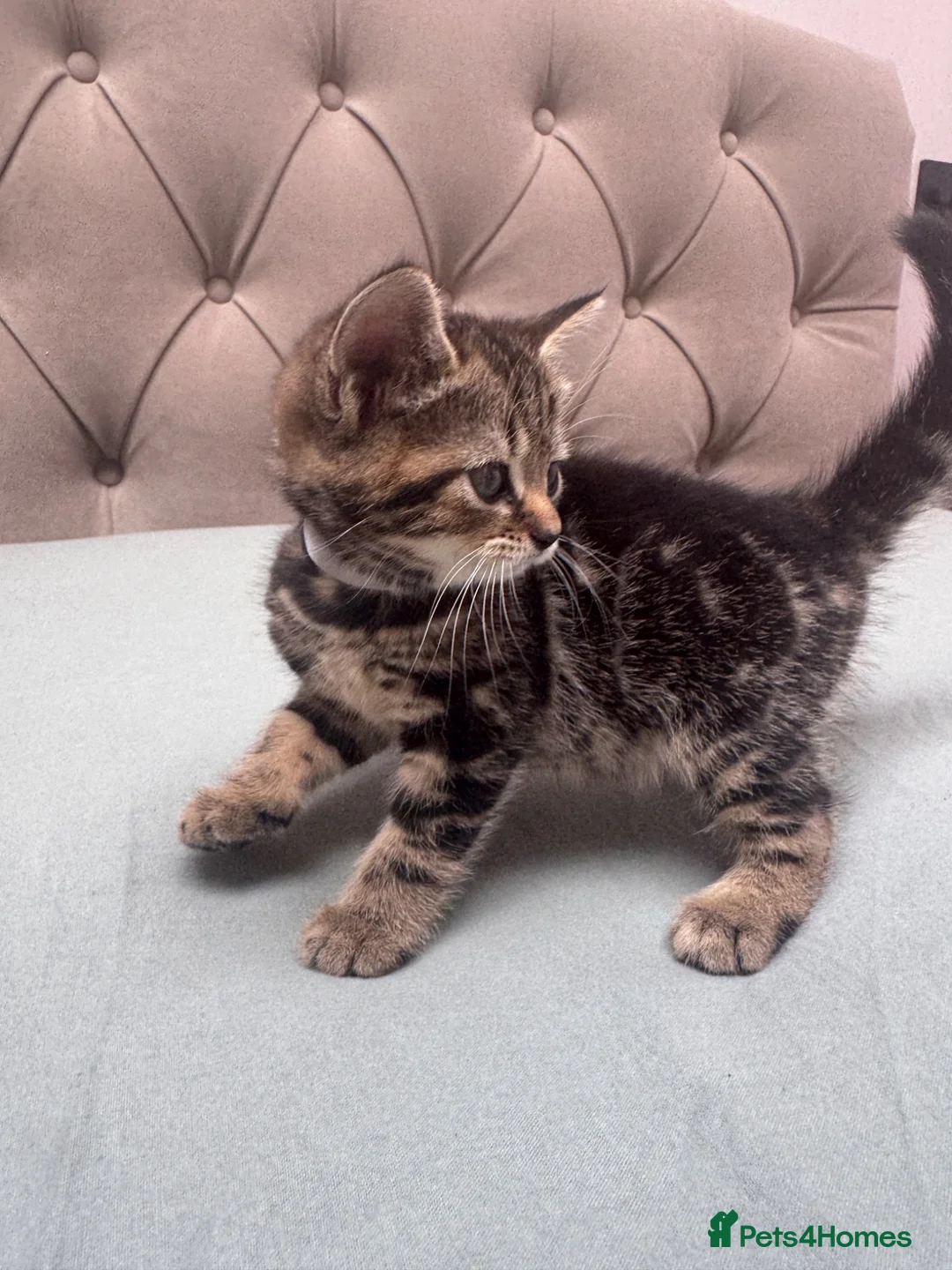 Scottish Fold cats for sale: Our baby girl Scottish Fold x American Wirehair - Advert 24