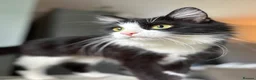 Mixed Breed cats for sale: Kitten for sale - Advert 4