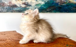 British Longhair cats for sale: Rare Colour Blue Golden, Female ready NOW - Image 2