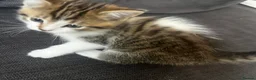 Mixed Breed cats for sale: Gorgeous Male Tabby Kitten – Maine Coon Ancestry  - Advert 4