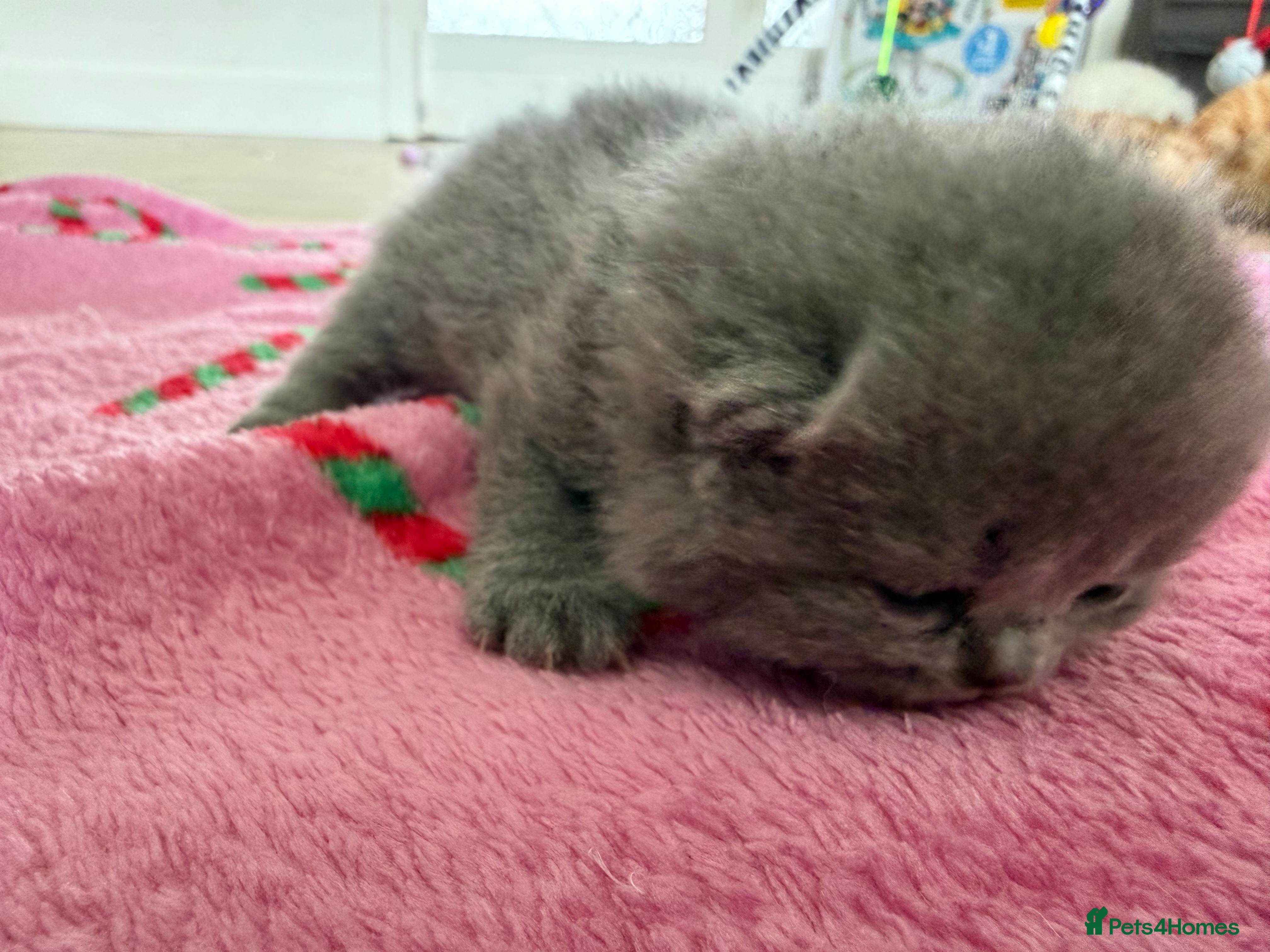 British Shorthair cats BLUE BRITISH SHORTHAIR QUEEN KITTENS  - Advert 2