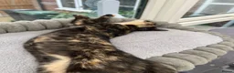 Mixed Breed cats for sale: 2 remaining kittens, looking for forever homes - Advert 9