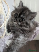 Persian cats - Advert 5
