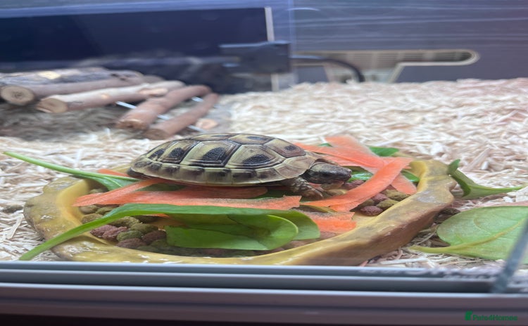 Hermann Tortoise reptiles - Advert 3