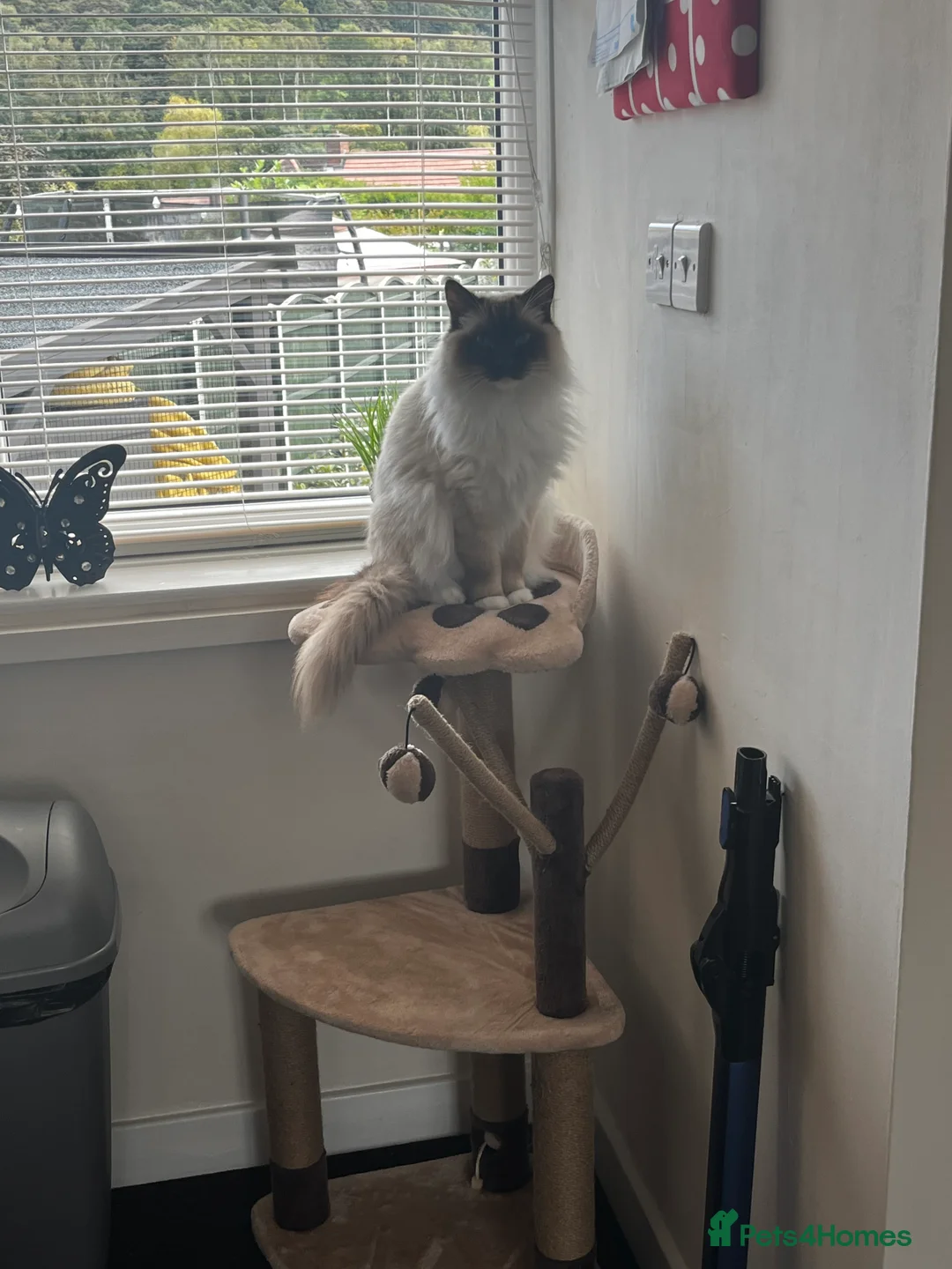 Ragdoll cats for sale: Male neutered ragdoll - Advert 7