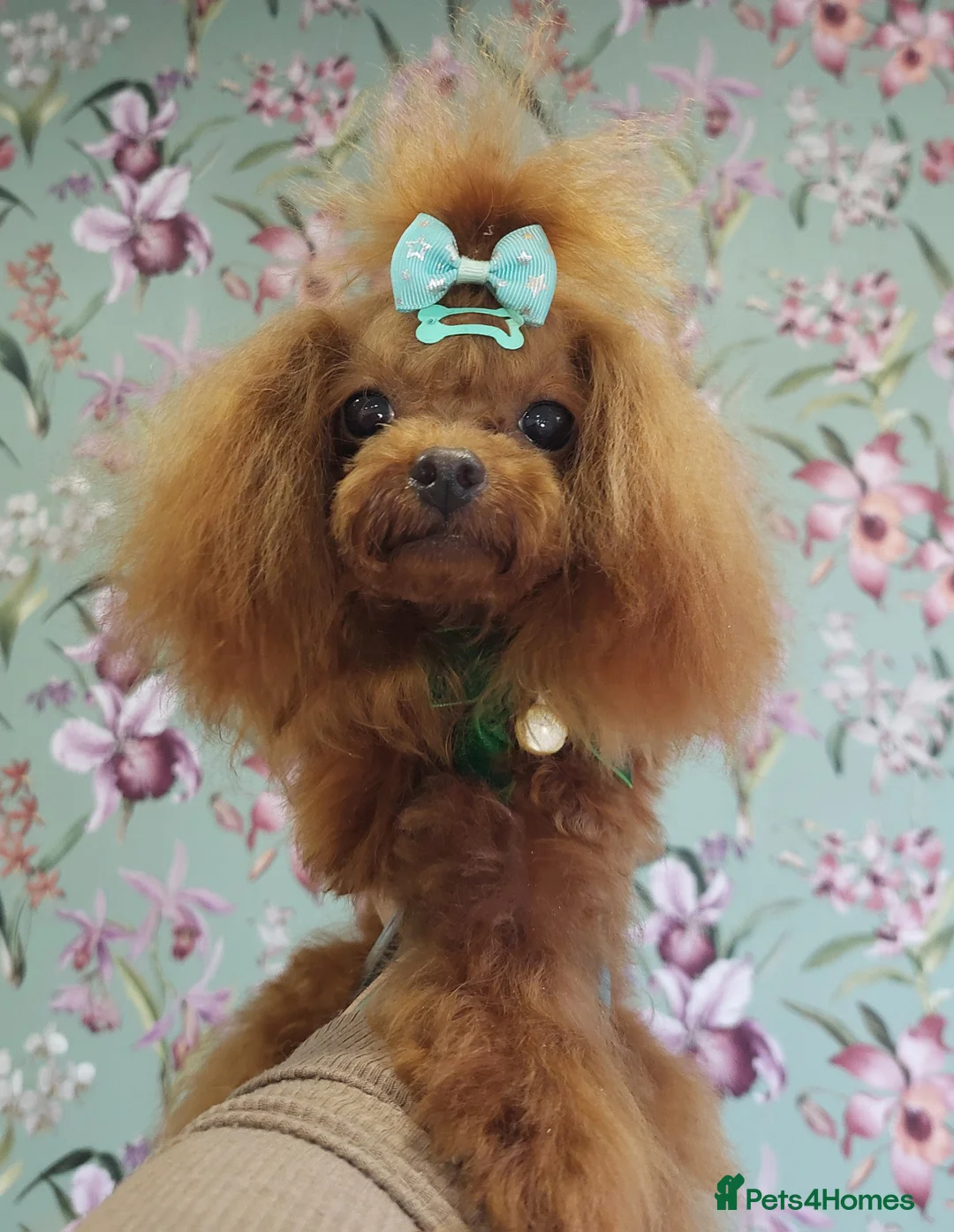 Toy Poodle dogs for stud: Asian poodle boy in Hull - Advert 2