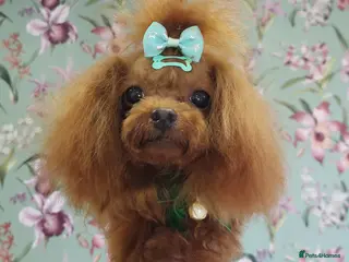 Toy Poodle dogs Asian poodle boy in Hull - Advert 9