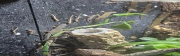 Gecko reptiles for sale: Mourning geckos  - Advert 2