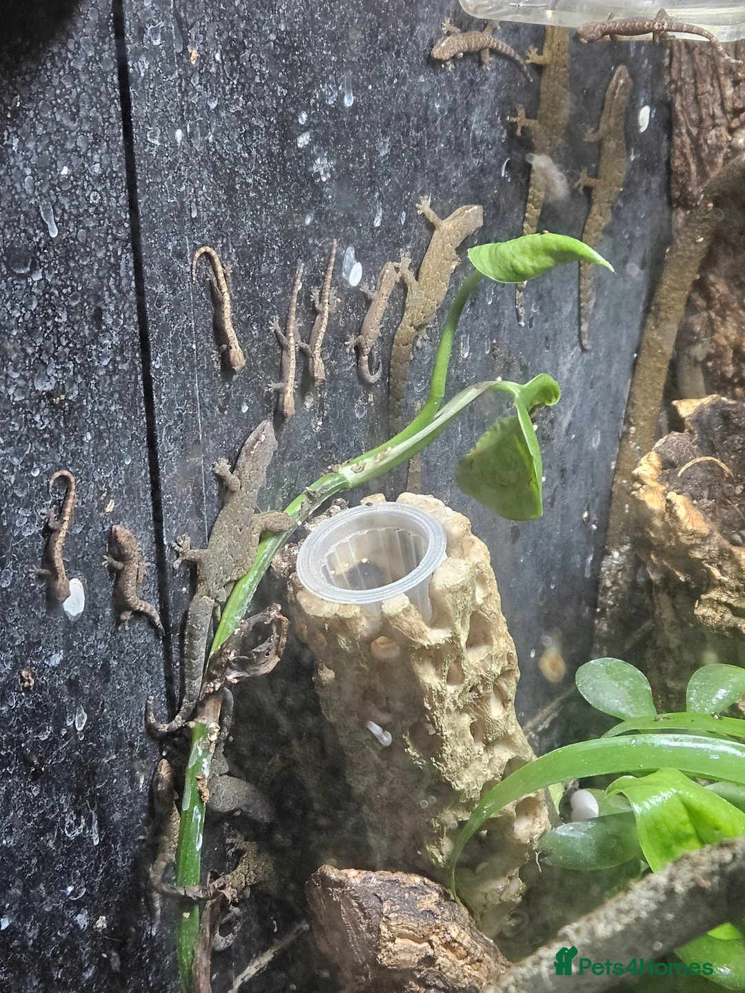 Gecko reptiles for sale: Mourning geckos  - Advert 2