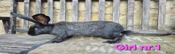 Continental Giant rabbits for sale: VACCINATED Pure Continental Giant  - Advert 25