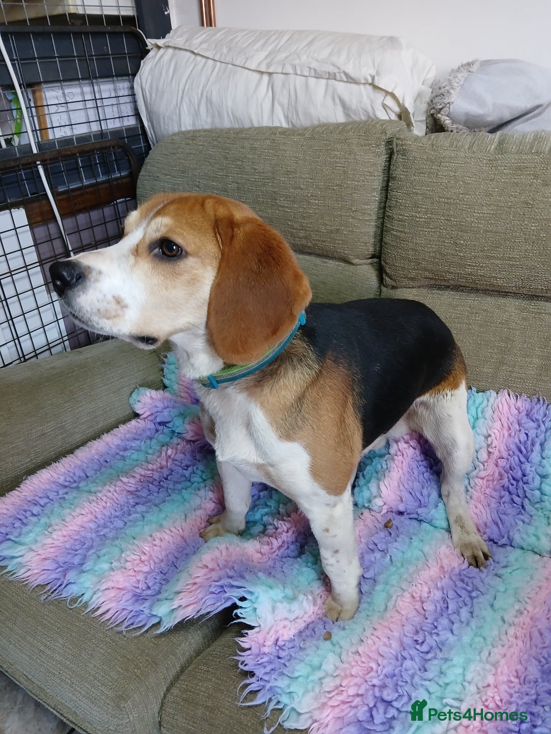 Beagle dogs for stud: STUD PROVEN AND HEALTH TESTED BEAGLE - Advert 4