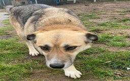 Mixed Breed dogs for adoption: CHLOE - a Lovely mix breed Girl, for a Loving Home - Image 13