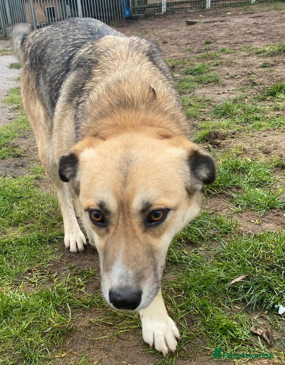Mixed Breed dogs for adoption: CHLOE - a Lovely mix breed Girl, for a Loving Home - Image 13