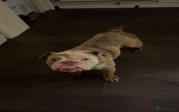 English Bulldog dogs for sale: English bulldog female  - Advert 2