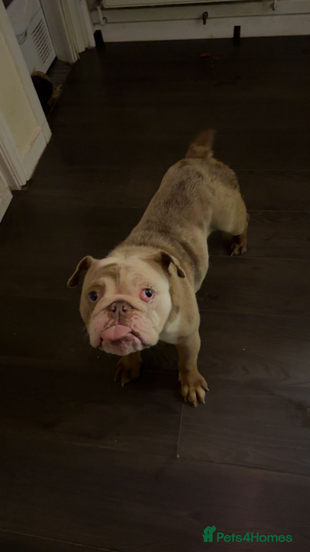English Bulldog dogs for sale: English bulldog female  - Advert 2