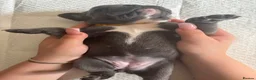 French Bulldog dogs for sale: 3 female French bulldogs for sale - Advert 19