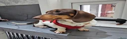 Miniature Dachshund dogs for stud: Kinder piebald miniature dachshund stud kc in Blackburn - Advert 27