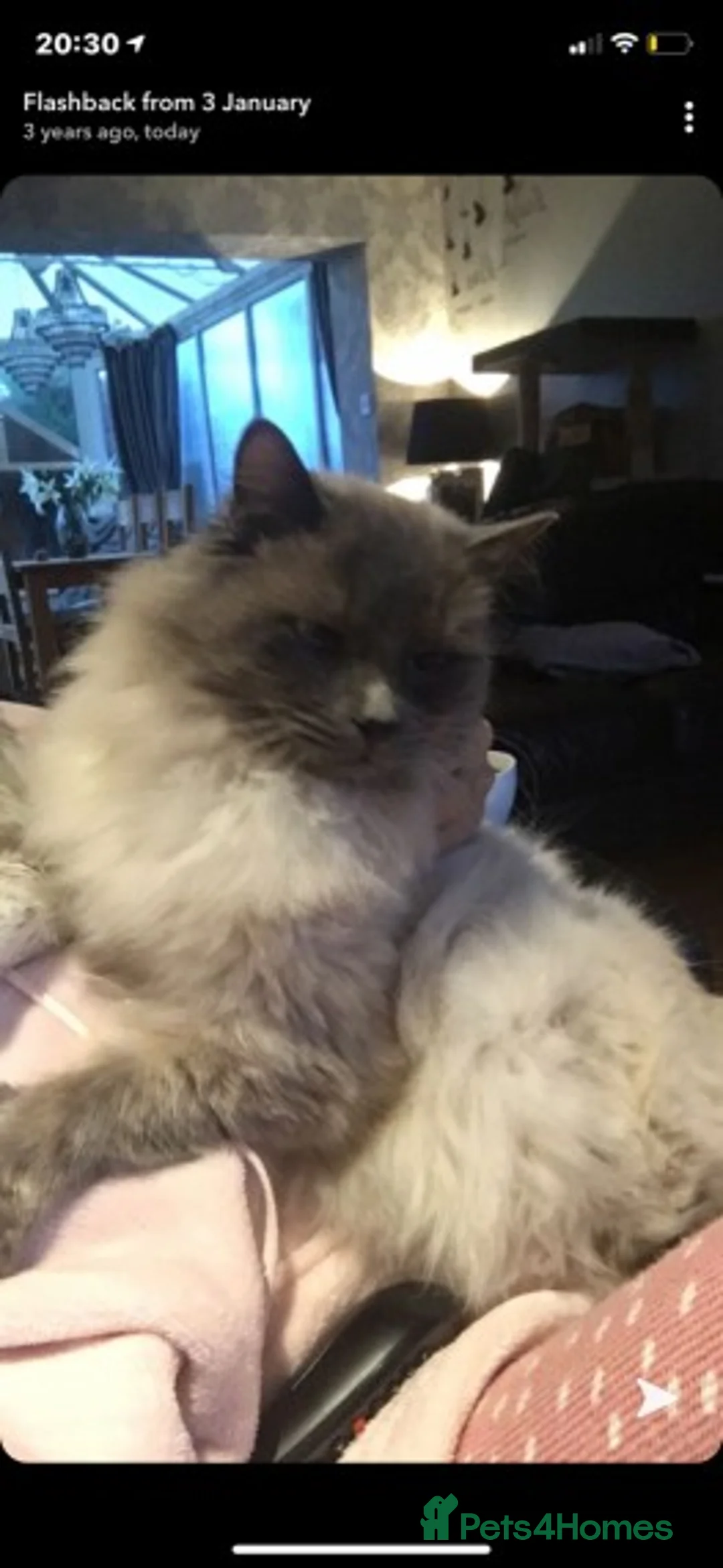 Mixed Breed cats for stud: 100% Proven studs available in Brighouse - Advert 2