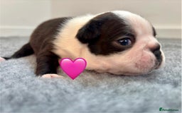 Boston Terrier dogs for sale: Beautiful Boston Terrier Puppies  - Image 14