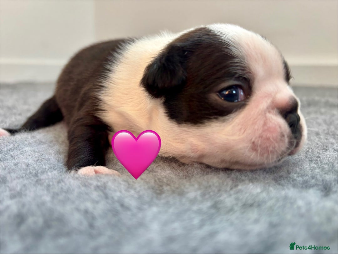 Boston Terrier dogs for sale: Beautiful Boston Terrier Puppies  - Image 14