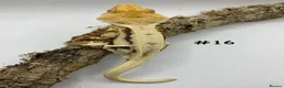 Gecko reptiles for sale: NEW Adult + Juvenile Crested Geckos + Lilly Whites - Advert 32