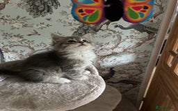 Siberian cats for sale: Siberian GCCF. kittens no hidden cost ready 6 oct  - Image 19