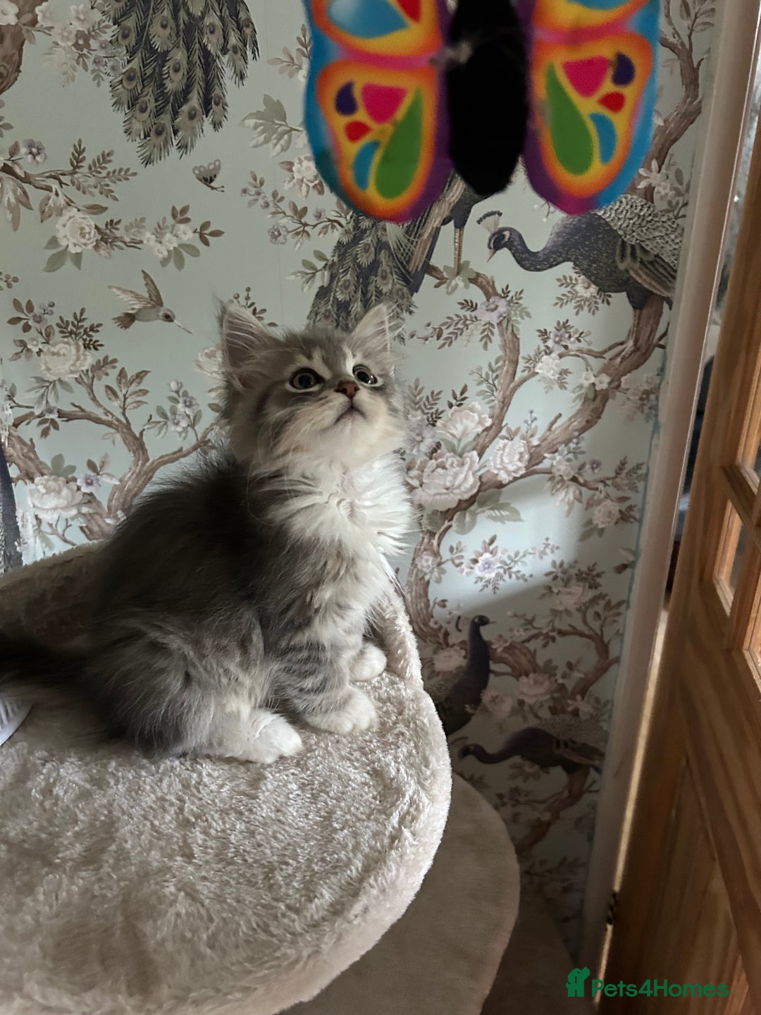 Siberian cats for sale: Siberian GCCF. kittens no hidden cost ready 6 oct  - Image 19